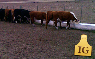 Comederos de autoconsumo